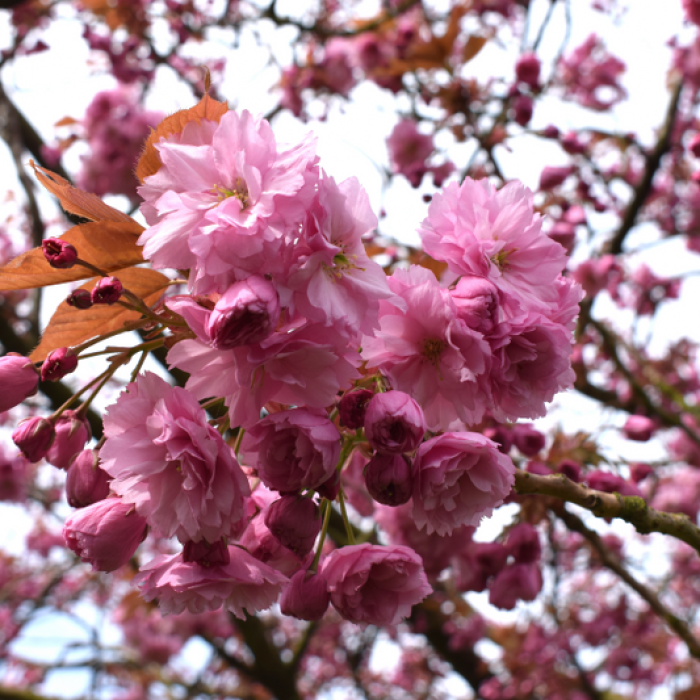 Manchester Soring Blossoms (9)_800x533