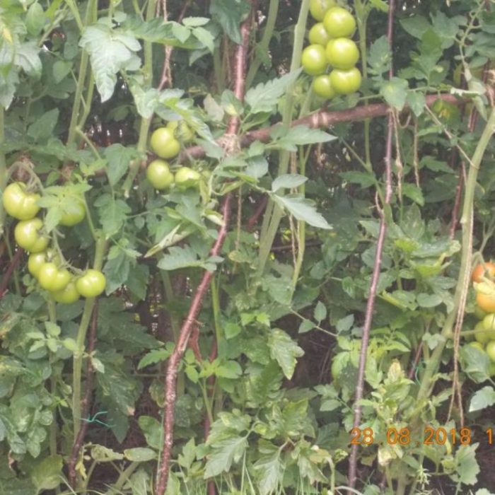 Our-Outdoor-Tomatoes