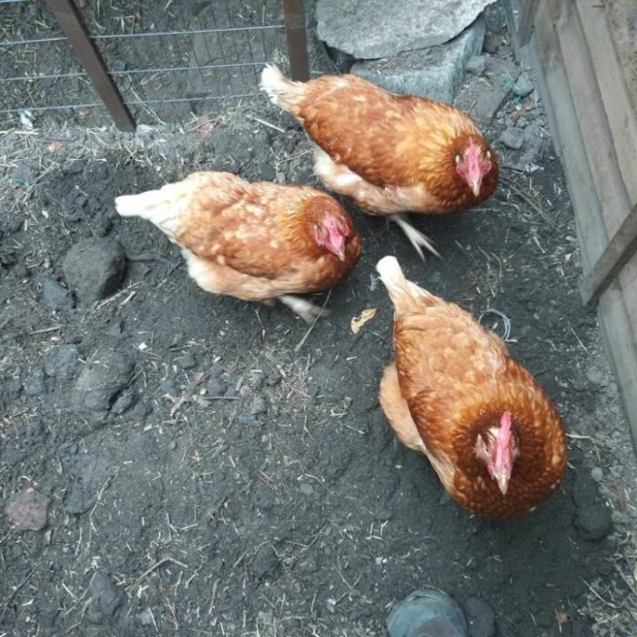 Our-three-Chickens