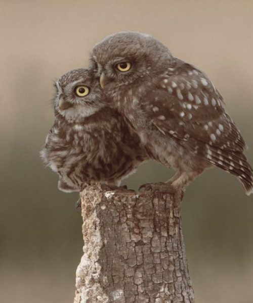 Two Owls on fence post