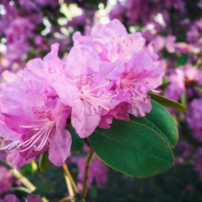 Rhododendron