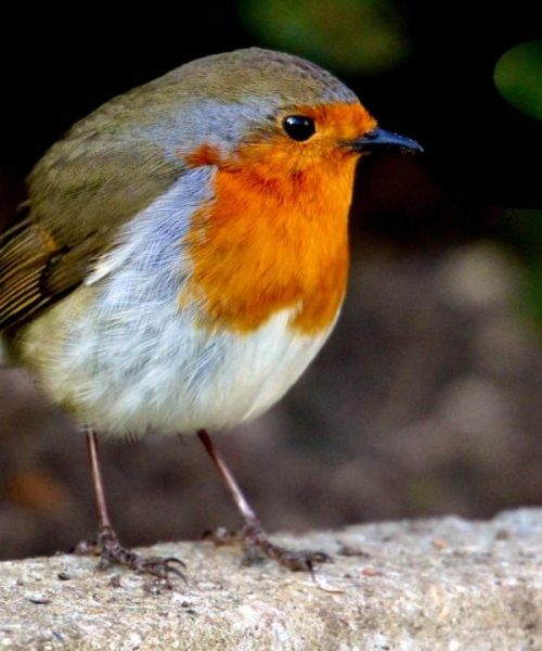 A curious Robin red breast