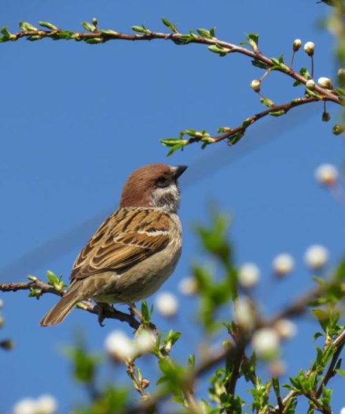 Common house sparrow on branches Sparrow
