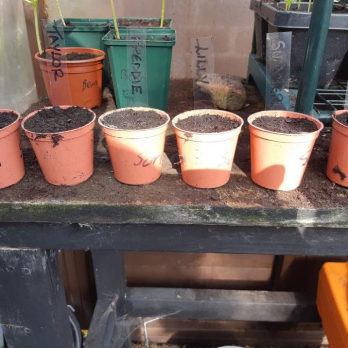 Plant pots in the Greenhouse ready for seedlings.