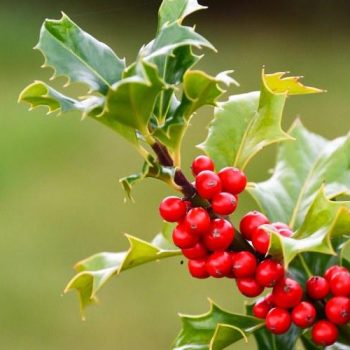 Holly Tree Berries