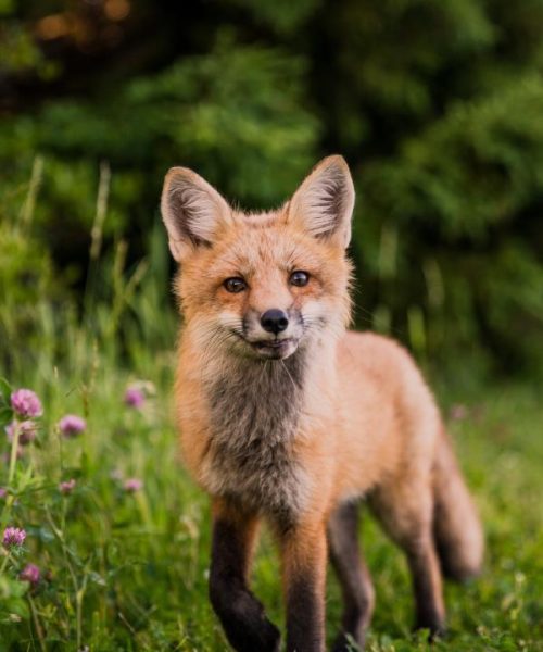 Fox looking very sly with a smirk.