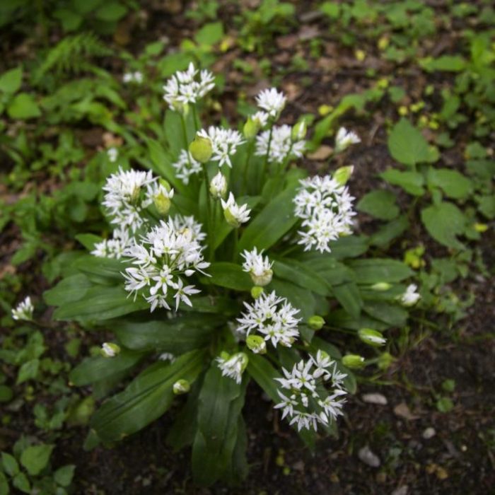 wild-garlic-1466174784wXd-1024x1024